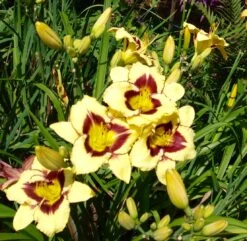 Taglilie 'El Desperado' -Angebote Wurzel Zeit Store taglilie el desperado m058821 676001 1