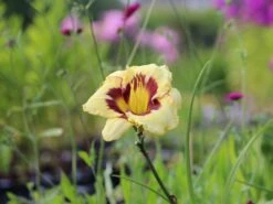 Taglilie 'El Desperado' -Angebote Wurzel Zeit Store taglilie el desperado m058821 w 0