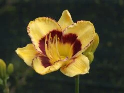 Taglilie 'El Desperado' -Angebote Wurzel Zeit Store taglilie el desperado m058821 w 2