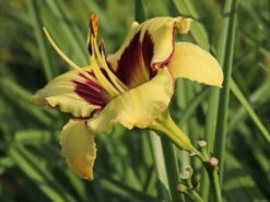 Taglilie 'El Desperado' -Angebote Wurzel Zeit Store taglilie el desperado m058821 w 3