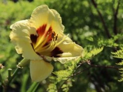 Taglilie 'El Desperado' -Angebote Wurzel Zeit Store taglilie el desperado m058821 w 4