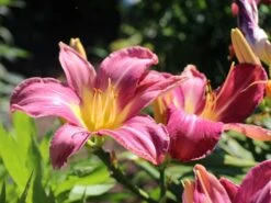 Taglilie 'Lavender Deal' -Angebote Wurzel Zeit Store taglilie lavender deal m058851 w 1