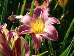 Taglilie 'Lavender Deal' -Angebote Wurzel Zeit Store taglilie lavender deal m058851 w 2