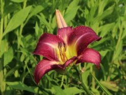 Taglilie 'Lavender Deal' -Angebote Wurzel Zeit Store taglilie lavender deal m058851 w 3