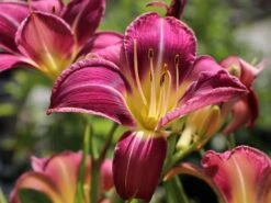 Taglilie 'Lavender Deal' -Angebote Wurzel Zeit Store taglilie lavender deal m058851 w 4