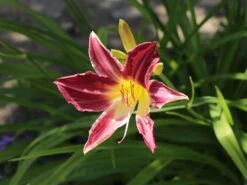 Taglilie 'Lavender Deal' -Angebote Wurzel Zeit Store taglilie lavender deal m058851 w 6