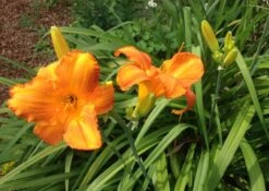 Taglilie 'Mauna Loa' -Angebote Wurzel Zeit Store taglilie mauna loa m058859 676001 0