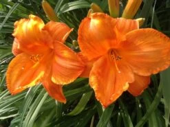 Taglilie 'Mauna Loa' -Angebote Wurzel Zeit Store taglilie mauna loa m058859 676001 0