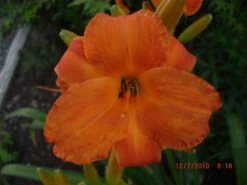 Taglilie 'Mauna Loa' -Angebote Wurzel Zeit Store taglilie mauna loa m058859 676001 1