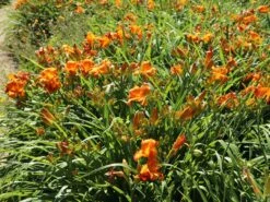 Taglilie 'Mauna Loa' -Angebote Wurzel Zeit Store taglilie mauna loa m058859 w 1