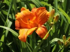 Taglilie 'Mauna Loa' -Angebote Wurzel Zeit Store taglilie mauna loa m058859 w 2