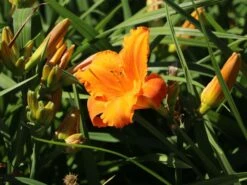 Taglilie 'Mauna Loa' -Angebote Wurzel Zeit Store taglilie mauna loa m058859 w 3