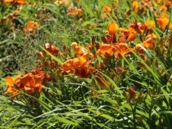 Taglilie 'Mauna Loa' -Angebote Wurzel Zeit Store taglilie mauna loa m058859 w 4