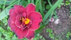 Taglilie 'Night Embers' -Angebote Wurzel Zeit Store taglilie night embers m058869 1151541 0