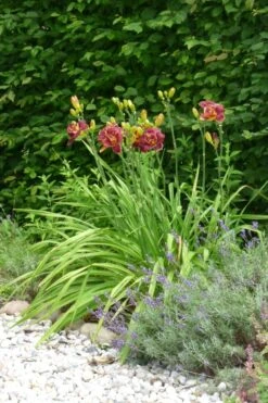 Taglilie 'Night Embers' -Angebote Wurzel Zeit Store taglilie night embers m058869 193676 0