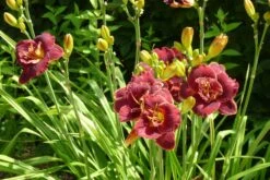 Taglilie 'Night Embers' -Angebote Wurzel Zeit Store taglilie night embers m058869 451093 1