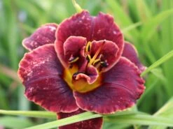 Taglilie 'Night Embers' -Angebote Wurzel Zeit Store taglilie night embers m058869 w 0