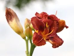 Taglilie 'Night Embers' -Angebote Wurzel Zeit Store taglilie night embers m058869 w 1