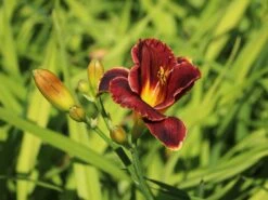 Taglilie 'Night Embers' -Angebote Wurzel Zeit Store taglilie night embers m058869 w 2