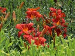 Taglilie 'Sammy Russel' -Angebote Wurzel Zeit Store taglilie sammy russel m015314 w 0