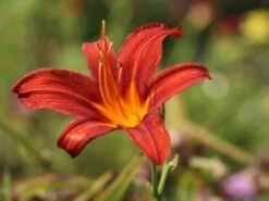 Taglilie 'Sammy Russel' -Angebote Wurzel Zeit Store taglilie sammy russel m015314 w 2