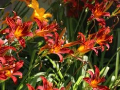 Taglilie 'Sammy Russel' -Angebote Wurzel Zeit Store taglilie sammy russel m015314 w 3