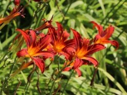 Taglilie 'Sammy Russel' -Angebote Wurzel Zeit Store taglilie sammy russel m015314 w 4