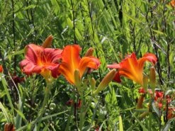 Taglilie 'Sammy Russel' -Angebote Wurzel Zeit Store taglilie sammy russel m015314 w 5