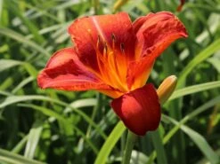 Taglilie 'Sammy Russel' -Angebote Wurzel Zeit Store taglilie sammy russel m015314 w 6