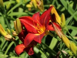 Taglilie 'Sammy Russel' -Angebote Wurzel Zeit Store taglilie sammy russel m015314 w 7