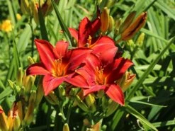 Taglilie 'Sammy Russel' -Angebote Wurzel Zeit Store taglilie sammy russel m015314 w 8