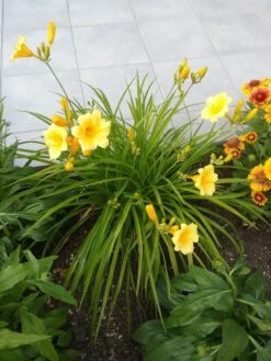 Taglilie 'Stella De Oro' -Angebote Wurzel Zeit Store taglilie stella de oro m001644 193676 0