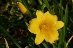 Taglilie 'Stella De Oro' -Angebote Wurzel Zeit Store taglilie stella de oro m001644 451093 0