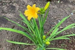 Taglilie 'Stella De Oro' -Angebote Wurzel Zeit Store taglilie stella de oro m001644 983807 0