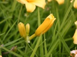 Taglilie 'Stella De Oro' -Angebote Wurzel Zeit Store taglilie stella de oro m001644 w 1