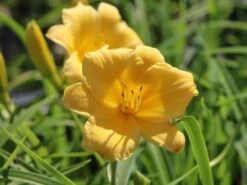 Taglilie 'Stella De Oro' -Angebote Wurzel Zeit Store taglilie stella de oro m001644 w 2