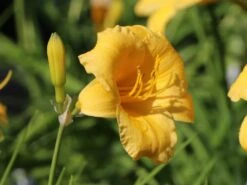 Taglilie 'Stella De Oro' -Angebote Wurzel Zeit Store taglilie stella de oro m001644 w 5