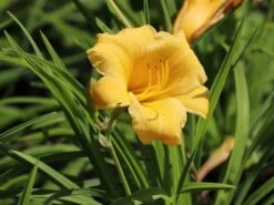 Taglilie 'Stella De Oro' -Angebote Wurzel Zeit Store taglilie stella de oro m001644 w 6