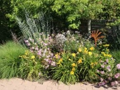 Taglilie 'Stella De Oro' -Angebote Wurzel Zeit Store taglilie stella de oro m001644 w 7