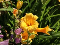 Taglilie 'Stella De Oro' -Angebote Wurzel Zeit Store taglilie stella de oro m001644 w 8