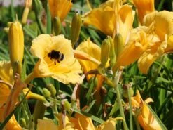 Taglilie 'Stella De Oro' -Angebote Wurzel Zeit Store taglilie stella de oro m001644 w 9