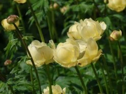 Trollblume 'Cheddar' -Angebote Wurzel Zeit Store trollblume cheddar m107569 w 1