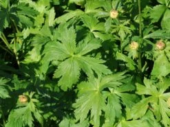 Trollblume 'Cheddar' -Angebote Wurzel Zeit Store trollblume cheddar m107569 w 3