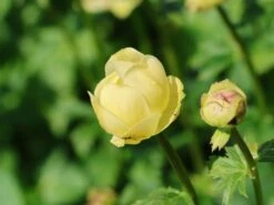 Trollblume 'Cheddar' -Angebote Wurzel Zeit Store trollblume cheddar m107569 w 5