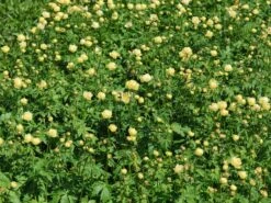 Trollblume 'Cheddar' -Angebote Wurzel Zeit Store trollblume cheddar m107569 w 9