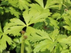 Trollblume 'Lemon Supreme' -Angebote Wurzel Zeit Store trollblume lemon supreme m060666 w 0