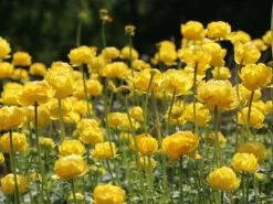 Trollblume 'Lemon Supreme' -Angebote Wurzel Zeit Store trollblume lemon supreme m060666 w 1