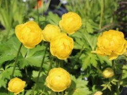 Trollblume 'Lemon Supreme' -Angebote Wurzel Zeit Store trollblume lemon supreme m060666 w 2