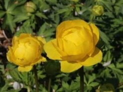 Trollblume 'Lemon Supreme' -Angebote Wurzel Zeit Store trollblume lemon supreme m060666 w 3