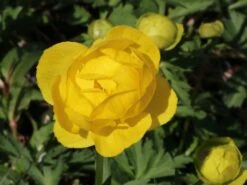 Trollblume 'Lemon Supreme' -Angebote Wurzel Zeit Store trollblume lemon supreme m060666 w 4